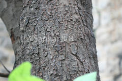 Semecarpus anacardium